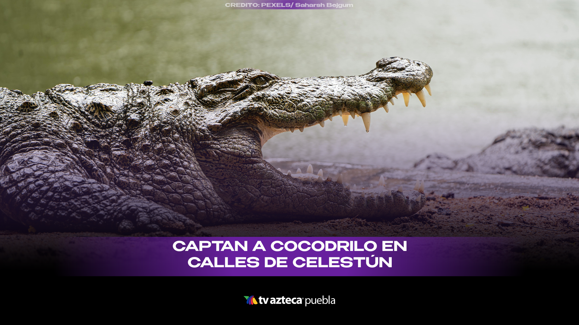 Cocodrilo sorprende en calles de Celestún y pasearse en zona habitacional