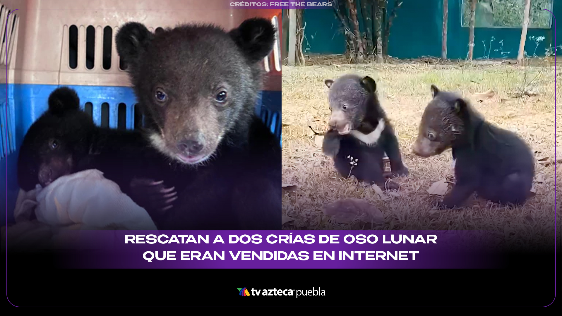 Rescatan a dos crías de oso lunar que eran vendidas por internet