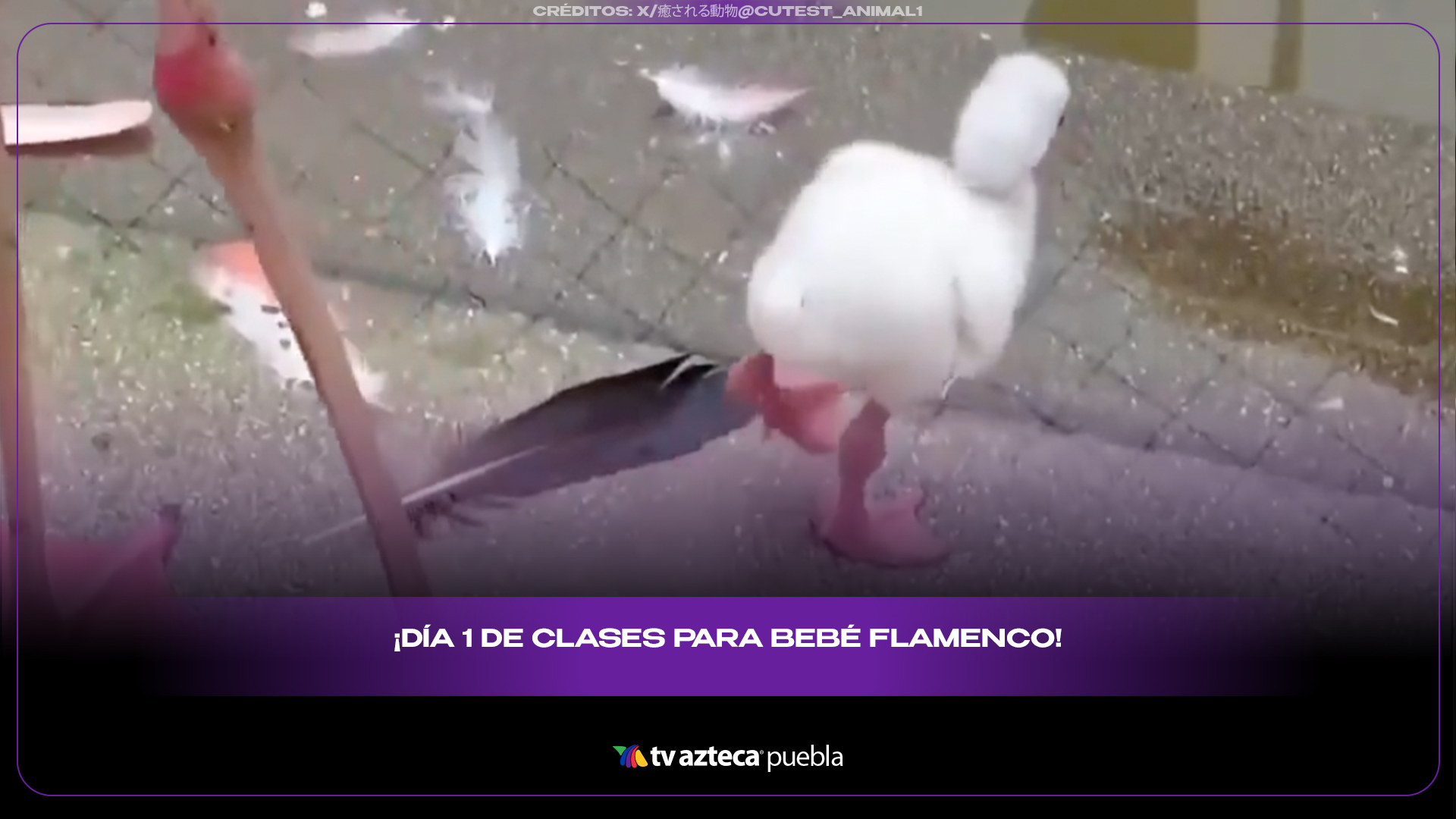 Bebé flamenco intenta pararse en una pata y enternece a todos