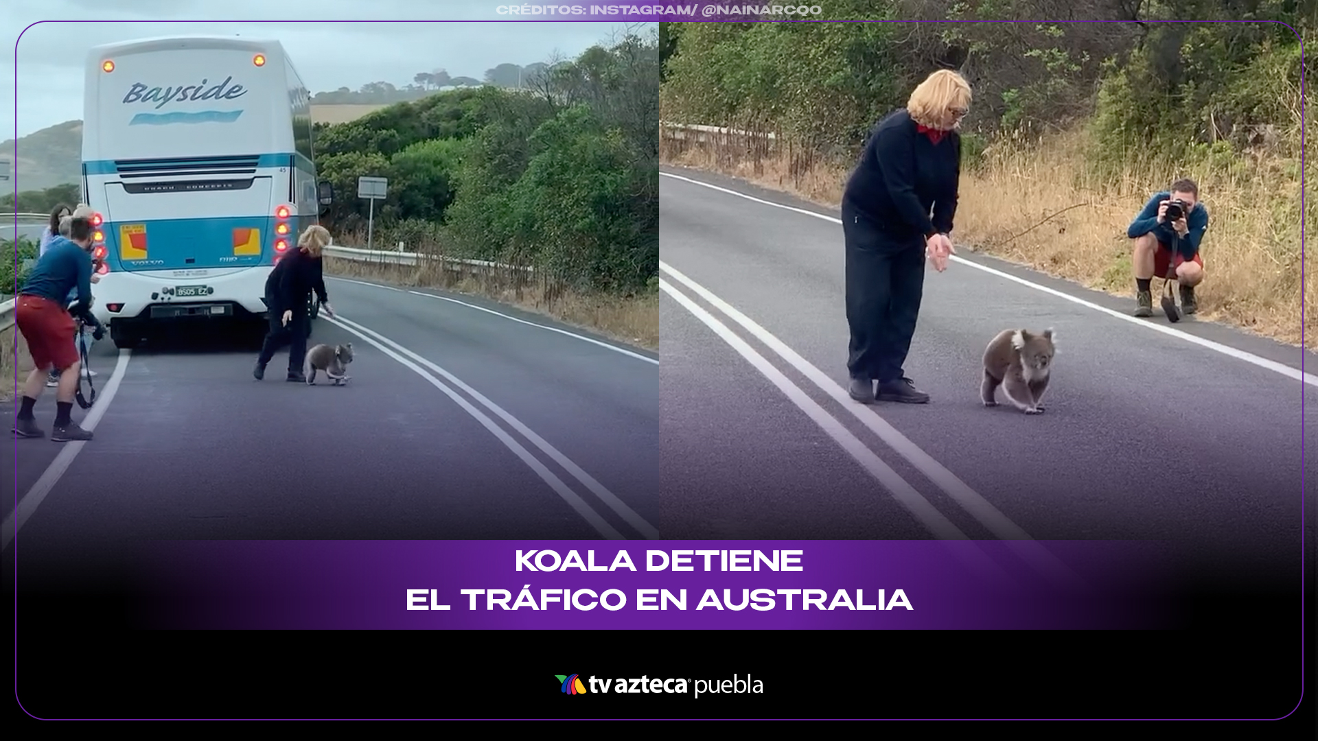 Koala detiene el tráfico en Australia y conmueve con rescate en plena carretera