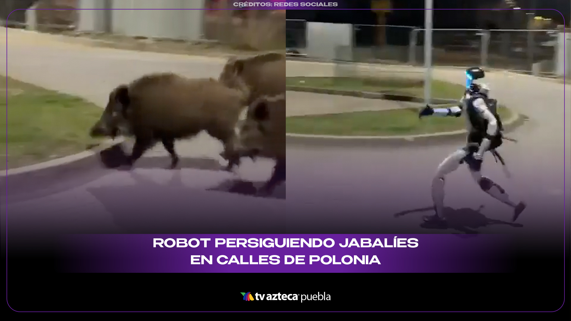 Robot persiguiendo jabalíes en calles de Polonia se vuelve viral por escena surrealista