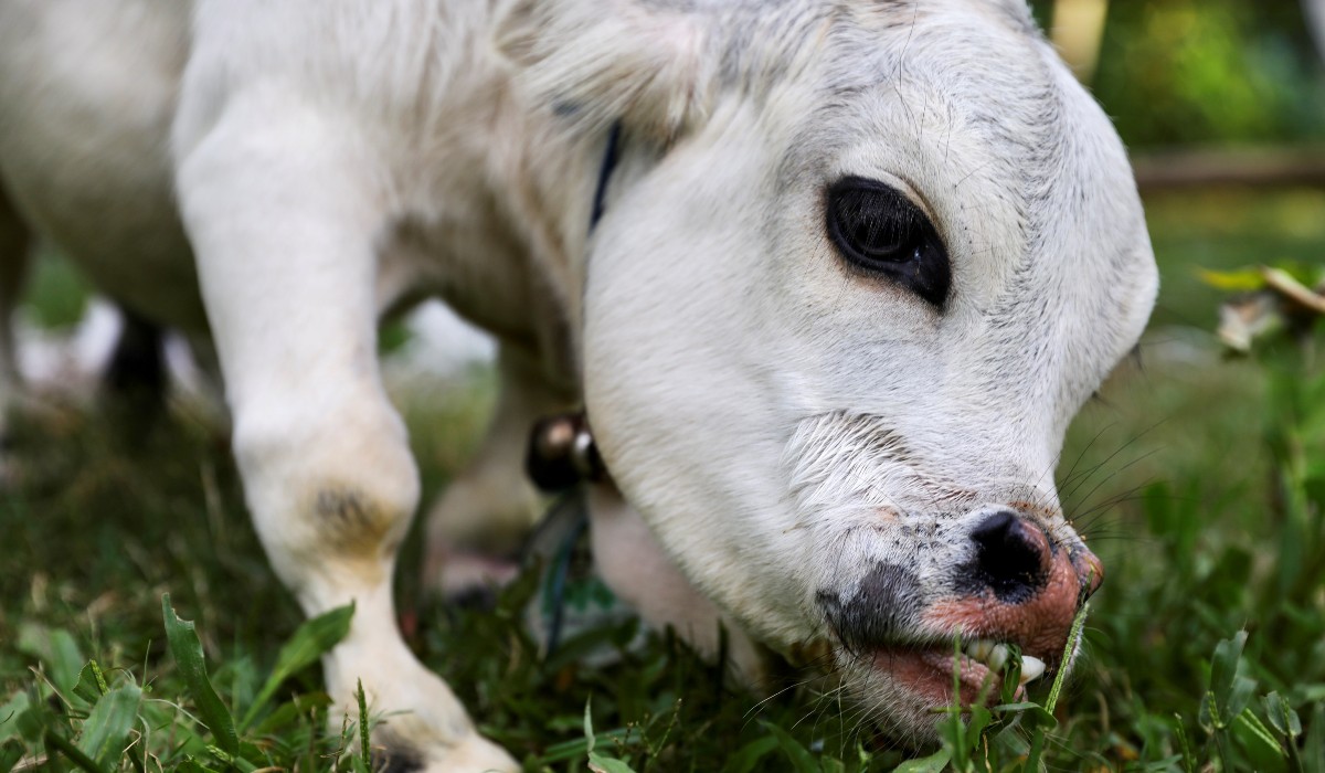 Rani, la vaca más pequeña del mundo, irá por el Récord Guinness - Vimarsana News