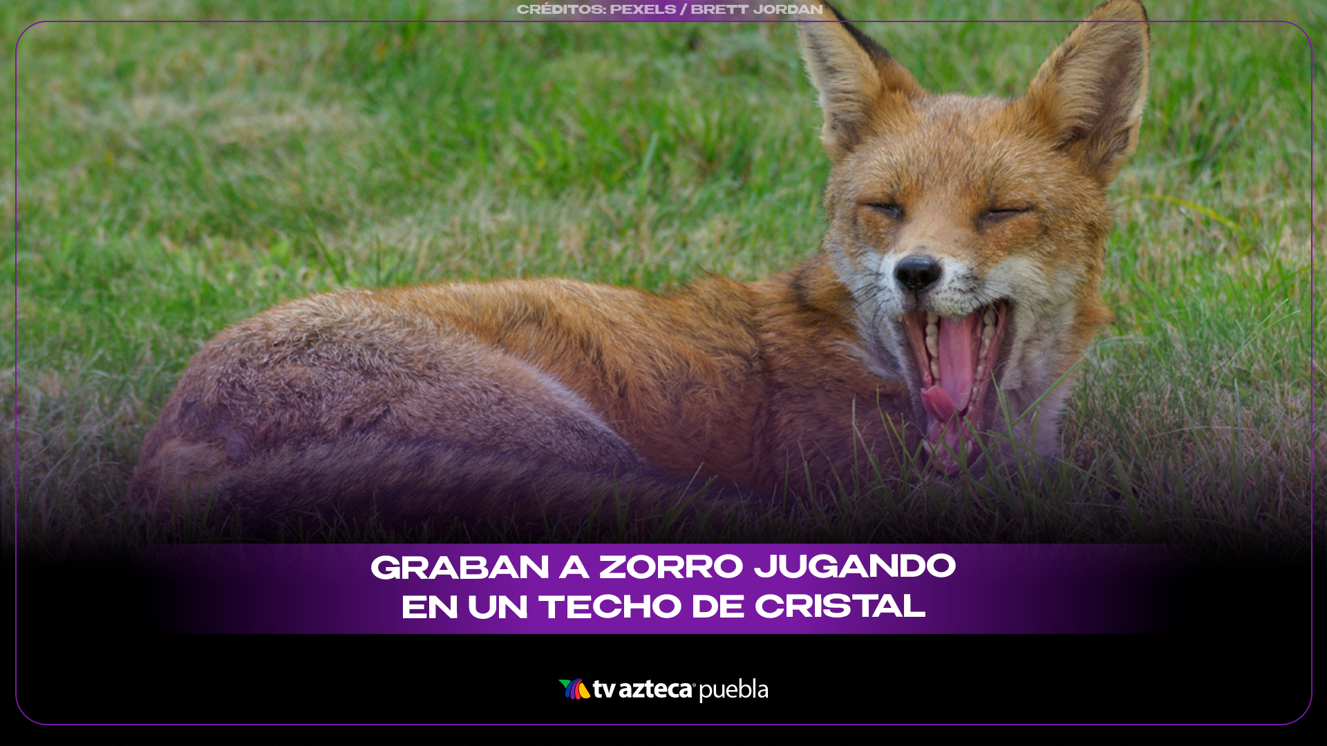 Zorro “se adueña” de techo en centro comercial de Londres y se vuelve viral.