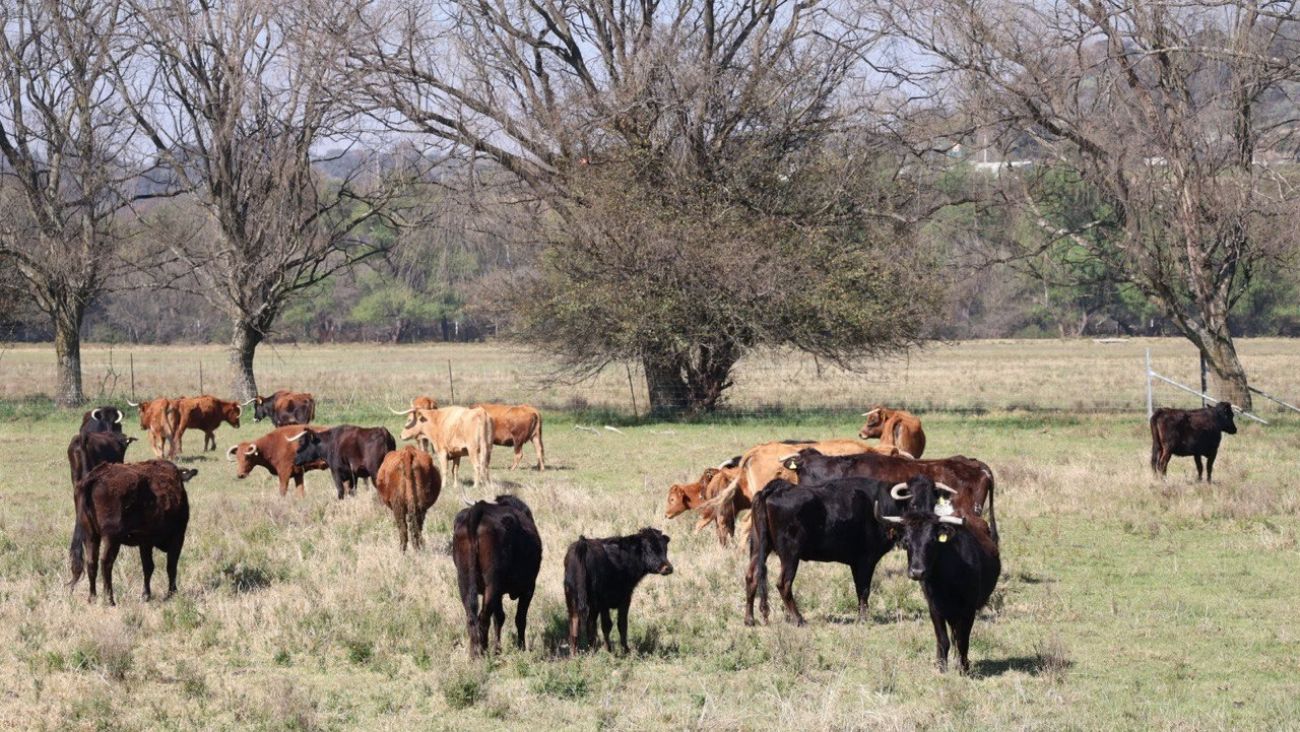 La plaga que exhibe el costo de la austeridad mal entendida