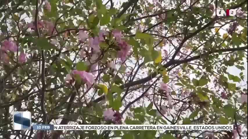 ¿Cuáles son las características del árbol de maculís en Yucatán?