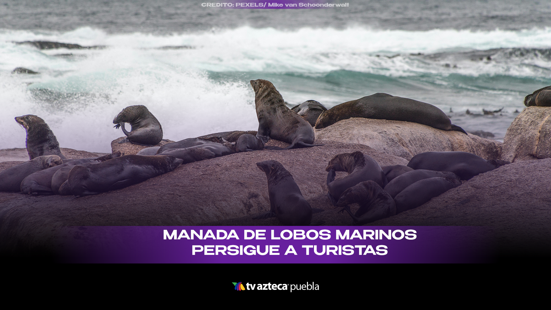 Lobos marinos persiguen a turistas en kayak en Perú y desatan momentos de tensión