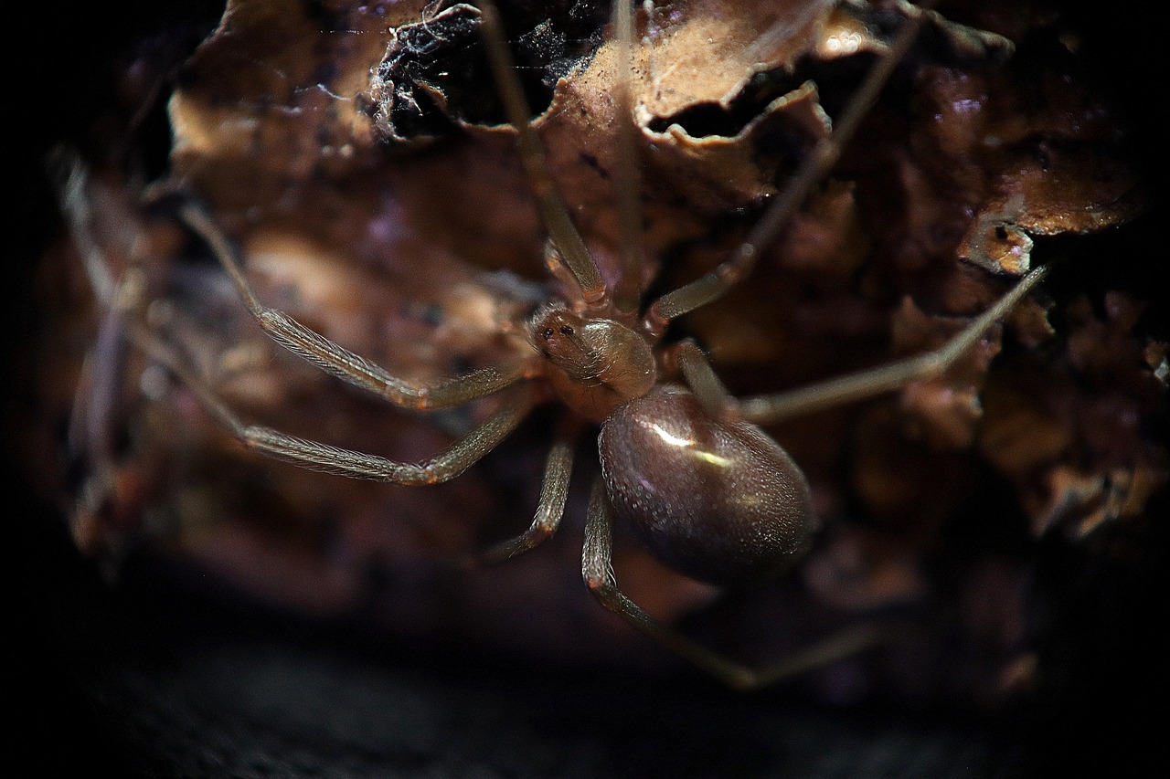 ¿Dónde se esconde la araña violinista en México?