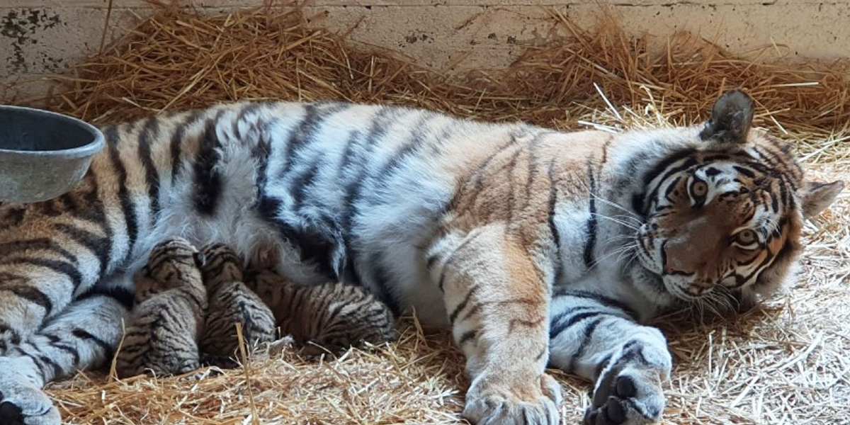VIDEO: Nacen trillizos de tigres bebés en zoológico de Escocia