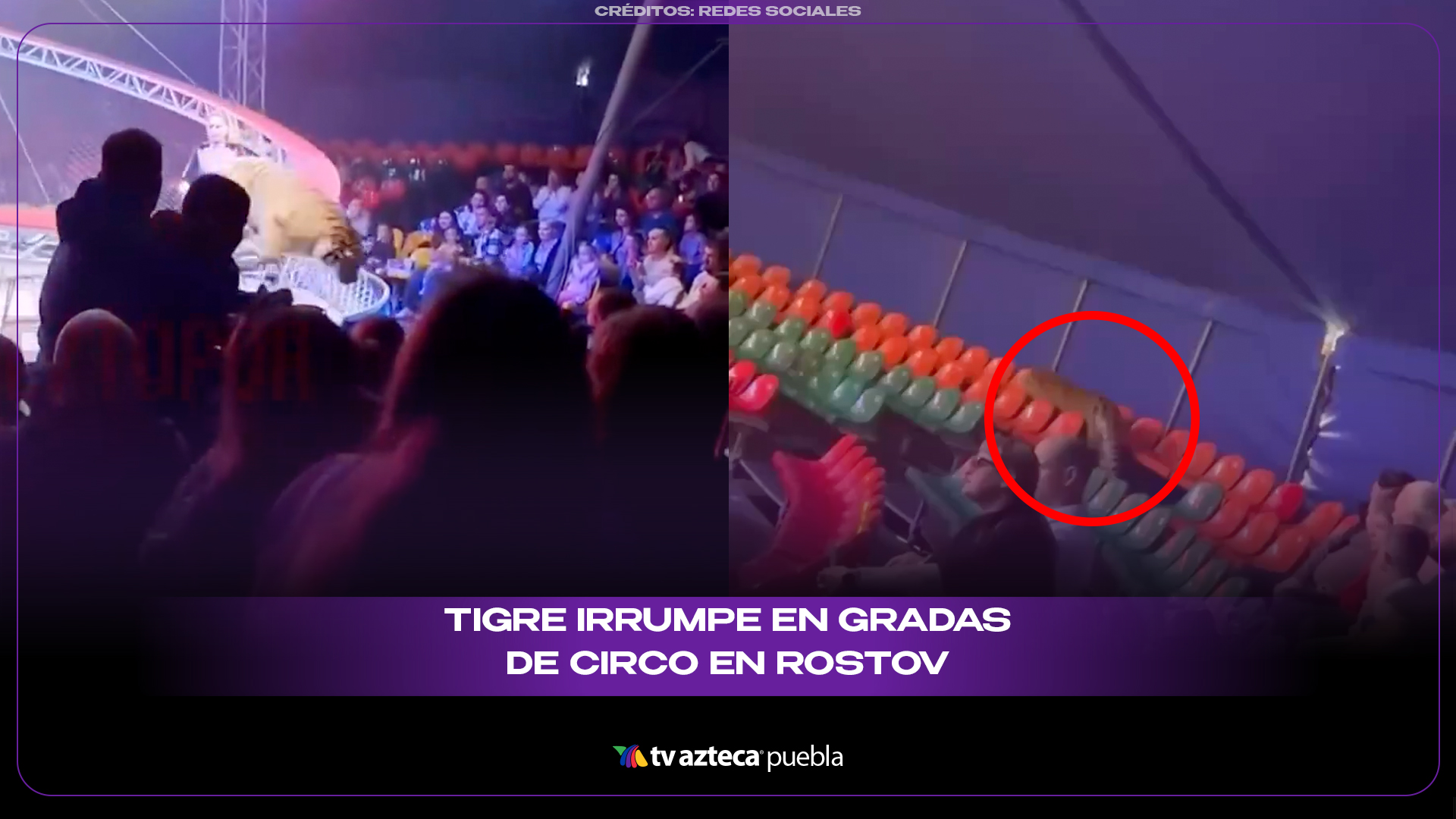 Tigre irrumpe en gradas de circo en Rostov y desata pánico tras falla de seguridad