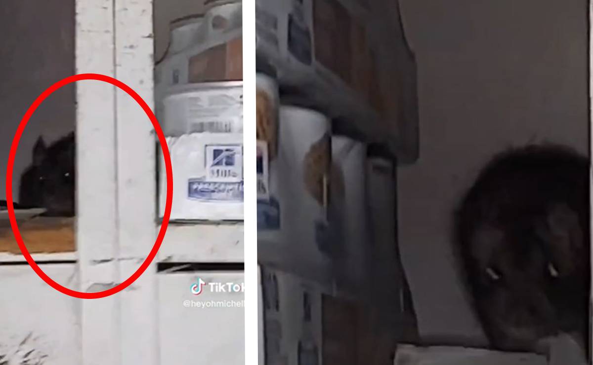 Rata ataca a mujer cuando le hacía “cariñitos”