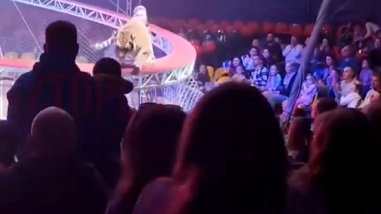 VIDEO: Tigre escapa y salta a las gradas durante función en un circo de Rusia