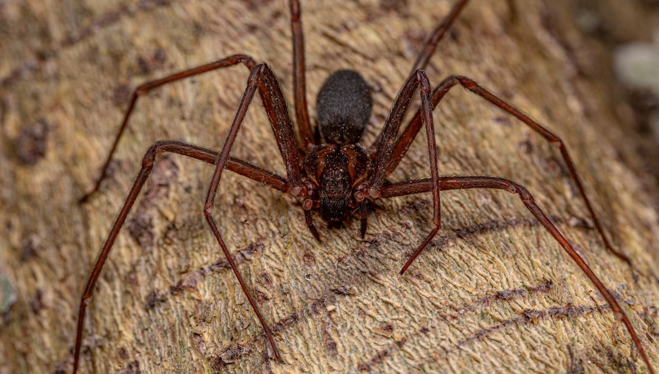 Araña violinista: ¿Cómo alejarlas de casa usando frutas naturales?