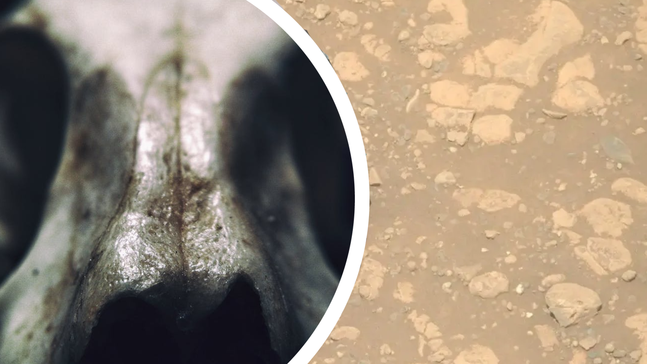 La NASA halla una extraña roca con forma de calavera