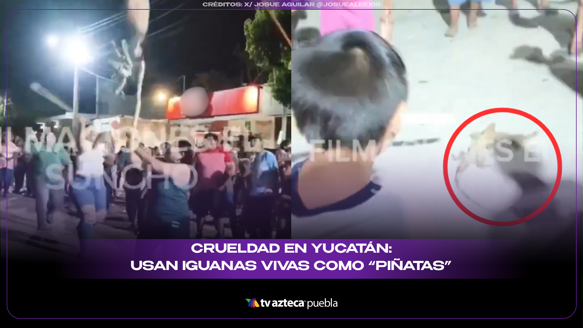 Crueldad en Yucatán: usan iguanas vivas como “piñatas” durante festejo en Pustunich
