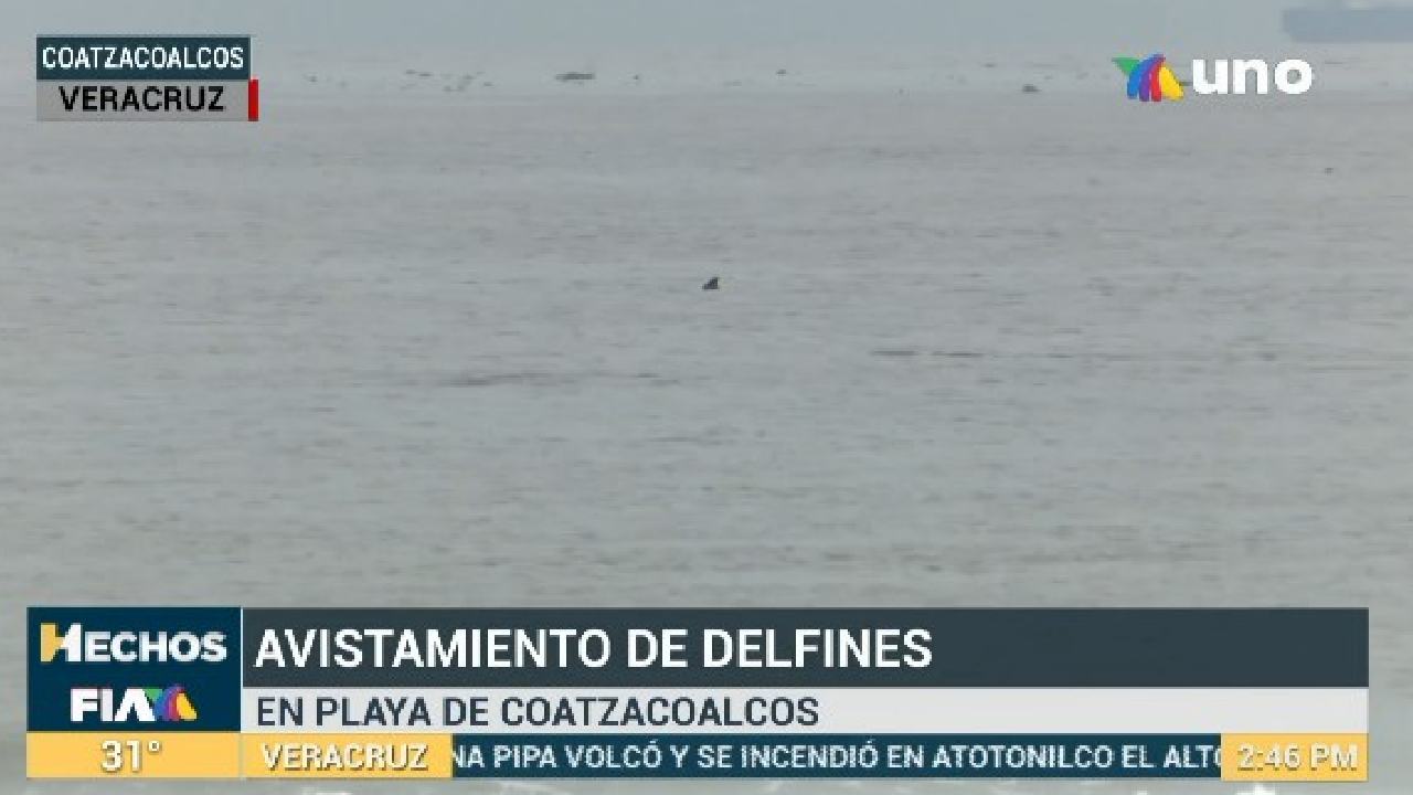 Pareja de delfines son captados en costas de Coatzacoalcos
