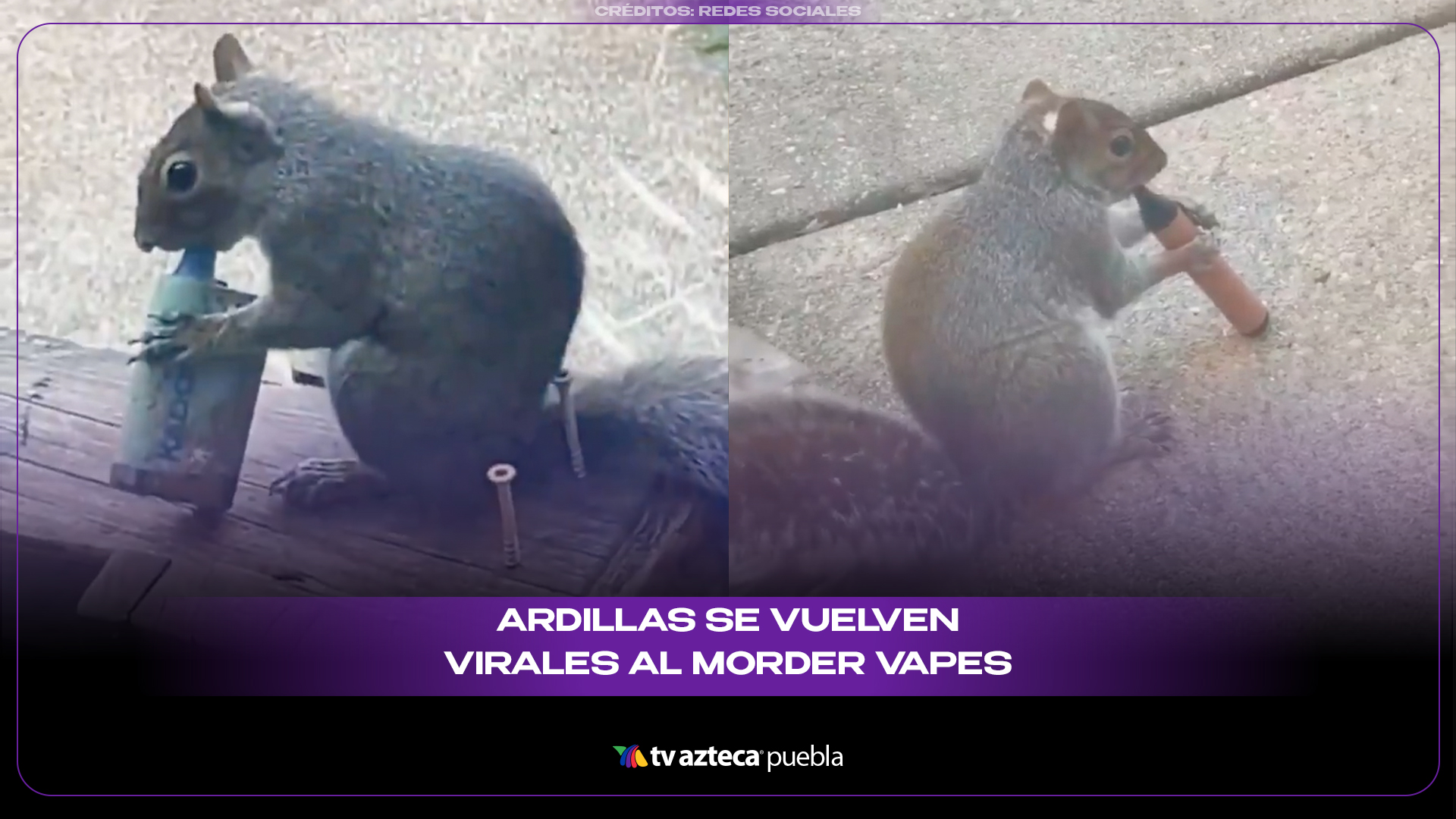 Ardillas se vuelven virales al morder vapes tirados en calles de Londres