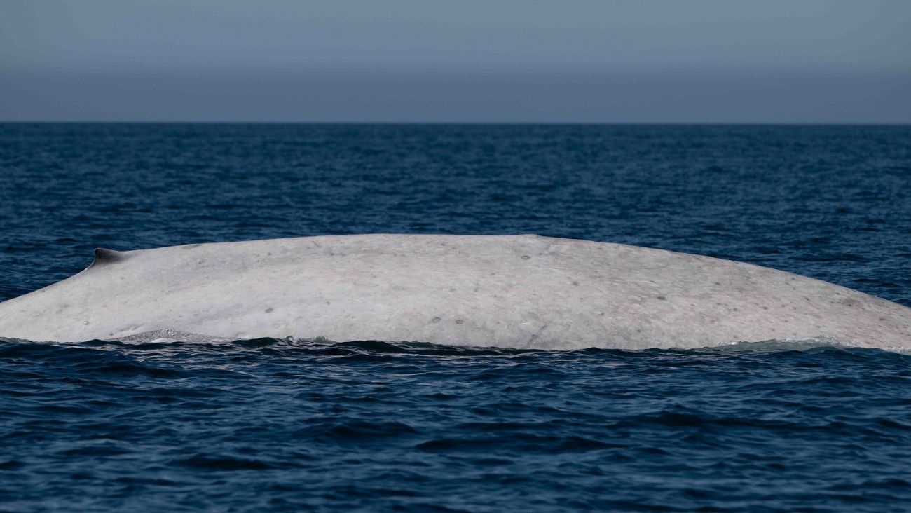 Avistamiento histórico; captan a “Moby Dick” en costas de Baja California
