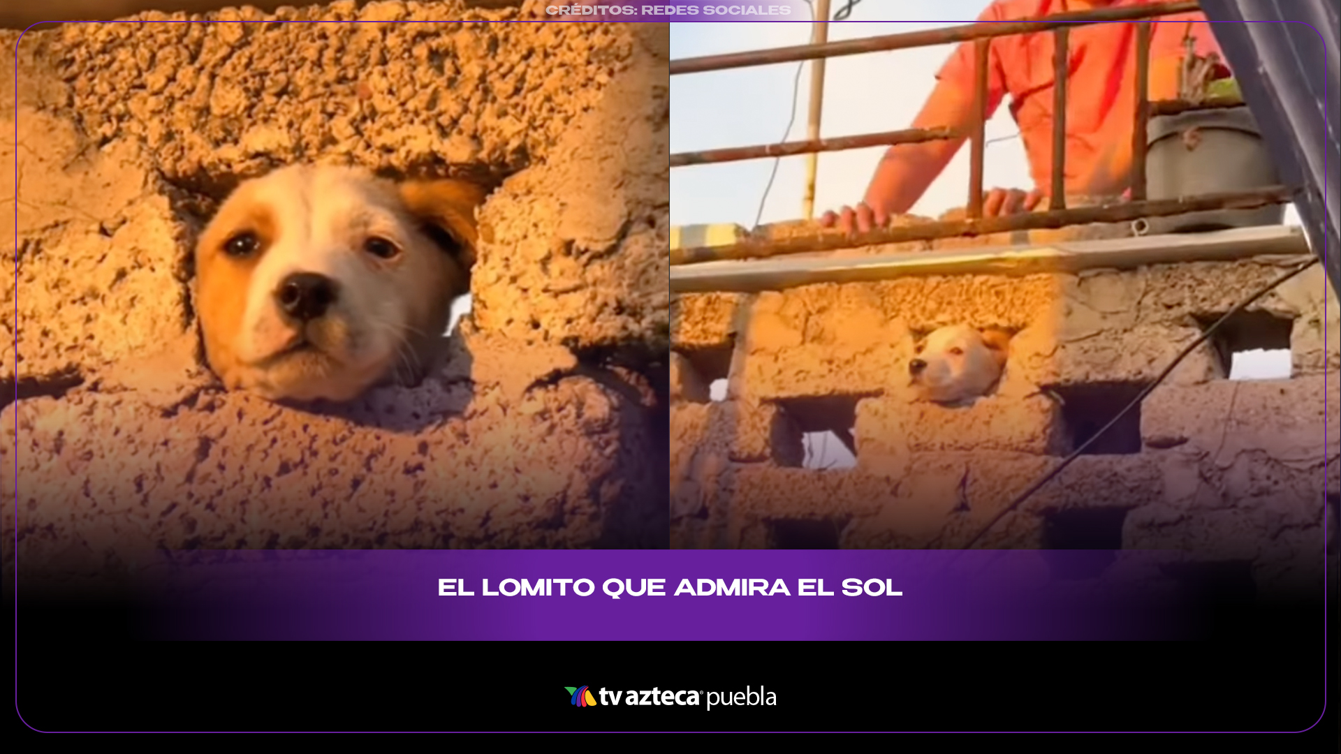 Perrito contempla el atardecer y conquista internet con su calma