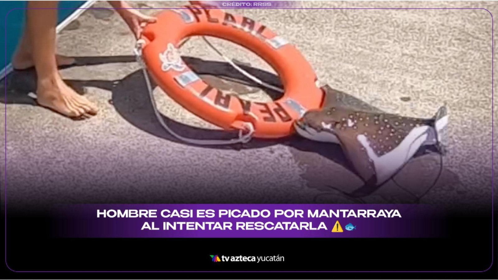 Turista casi muere al intentar salvar una mantarraya