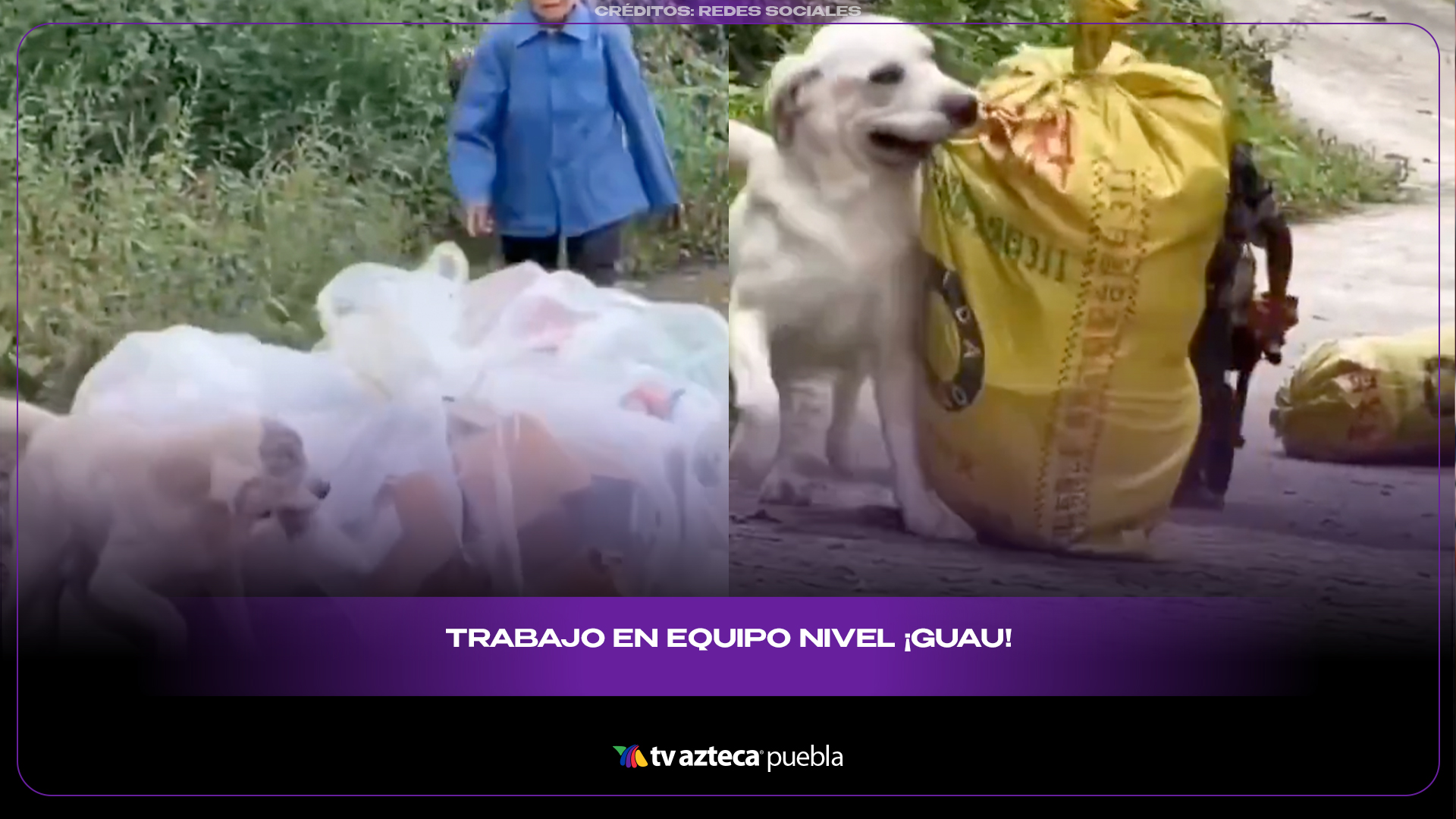 Perrito ayuda a su dueño con una carretilla y conmueve a redes
