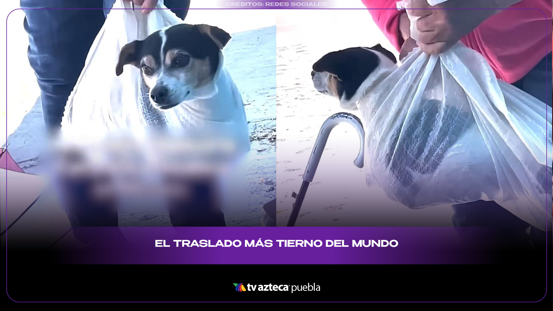 Perrito es llevado al veterinario en bolsa y el video enternece a redes