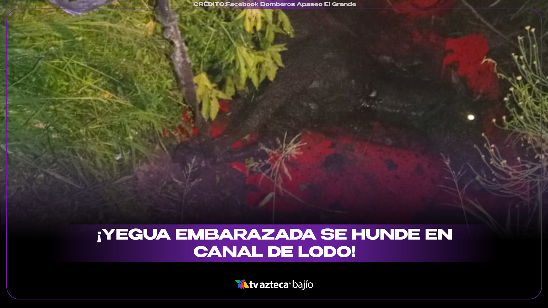 Rescate yegua embarazada Apaseo el Grande 2025