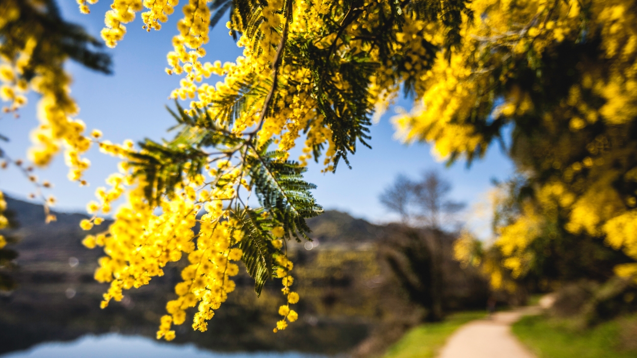 Equinoccio de primavera en México: Fecha exacta y cambios que llegan con la nueva estación