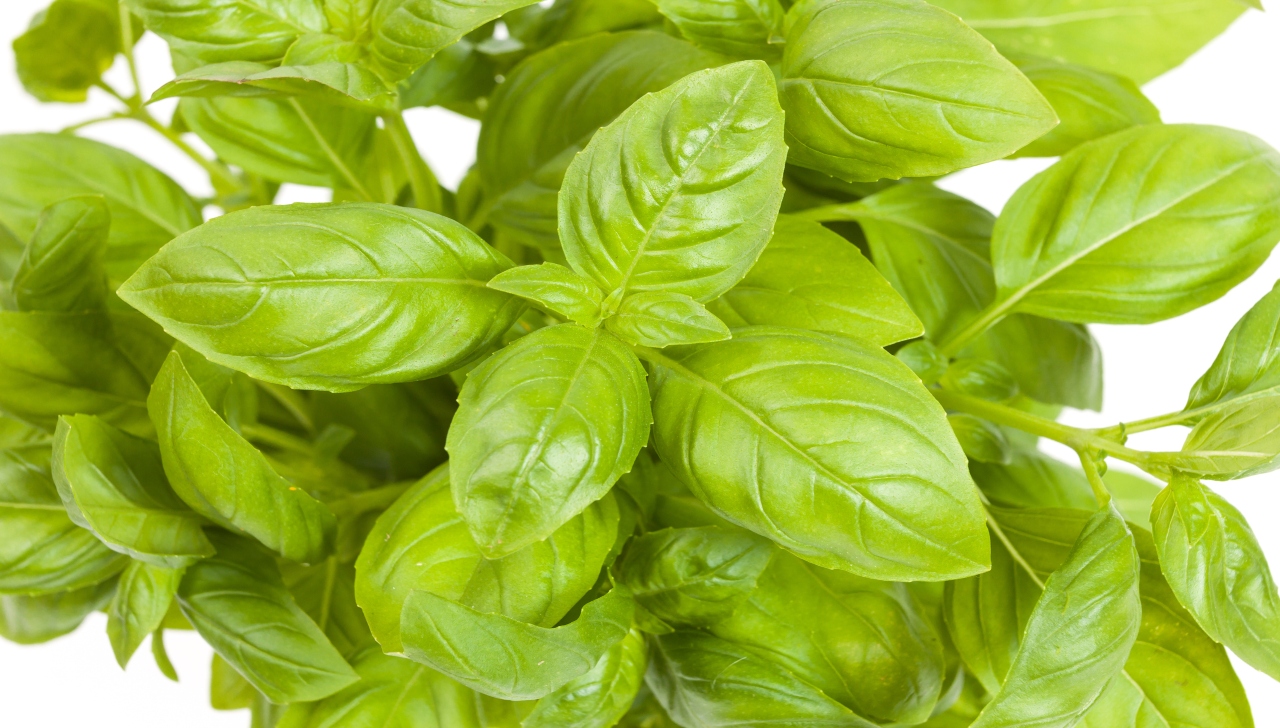 ¿Cómo preparar el té de albahaca para bajar de peso?