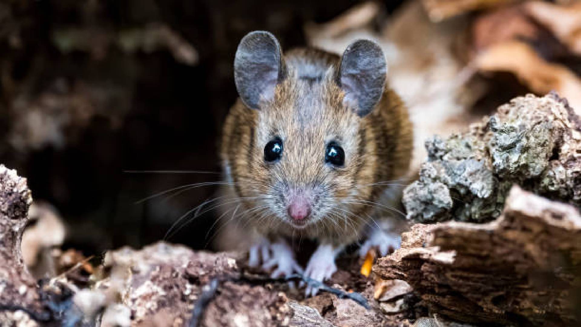 Un Raton Mujer demanda a restaurante en Nueva York que presuntamente le entregó ...