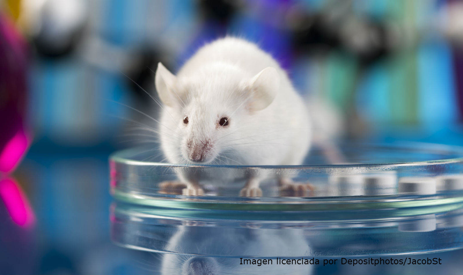 Alertan por plaga de roedores en San Bartolo