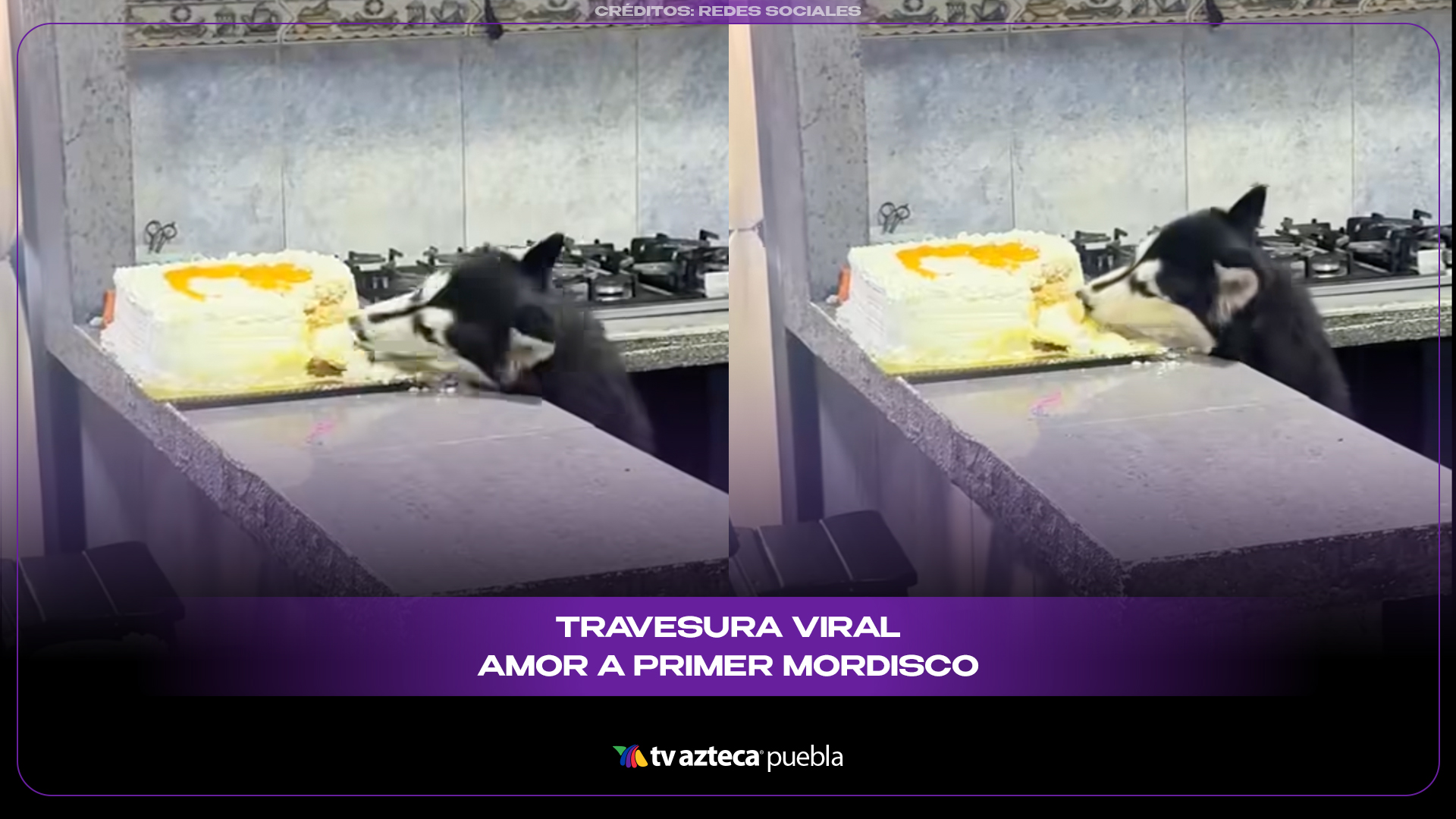 Perrito roba pastel de cumpleaños y desata risas en redes