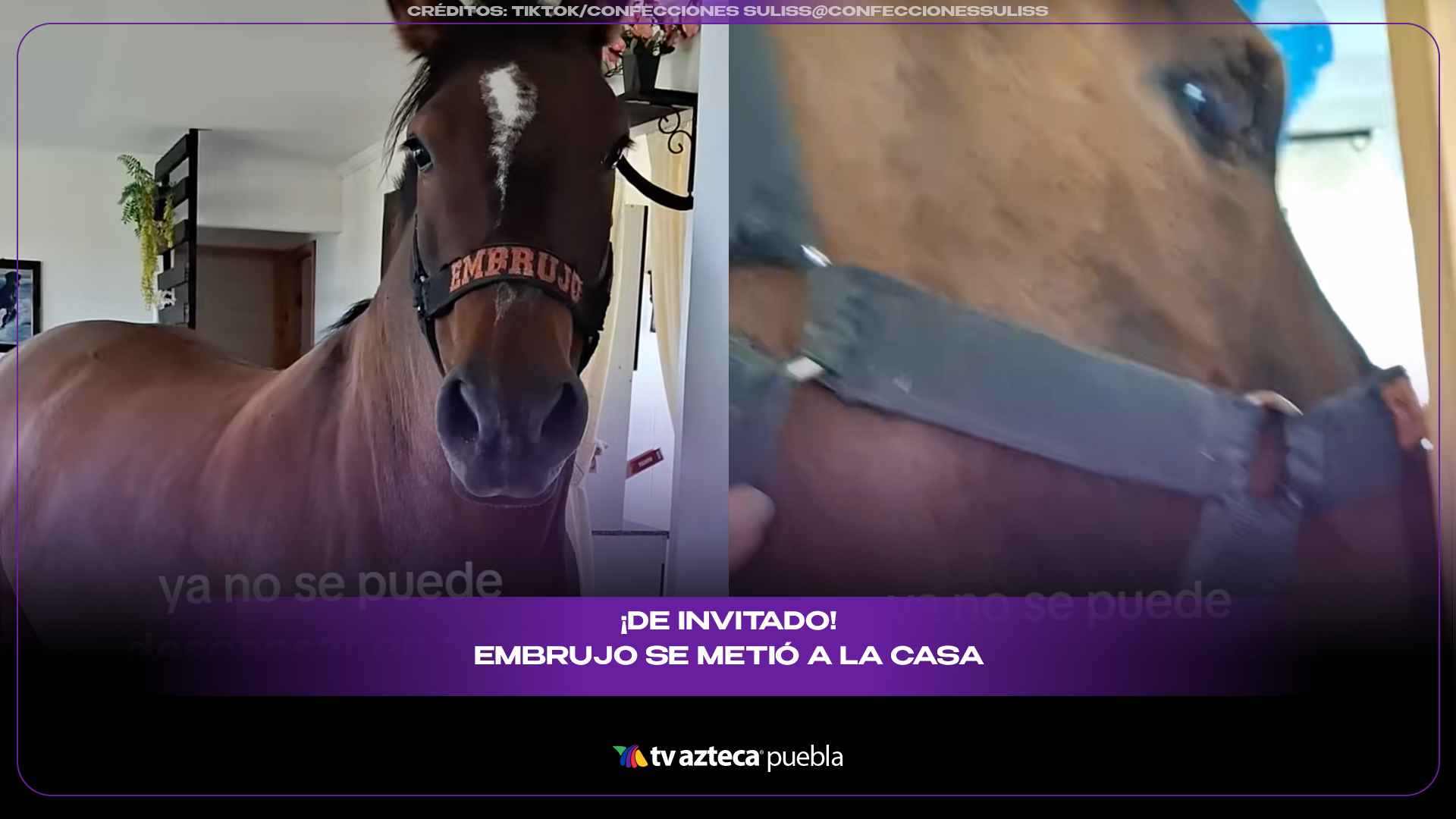 Caballo entra a una casa como si nada y el momento desata risas en redes