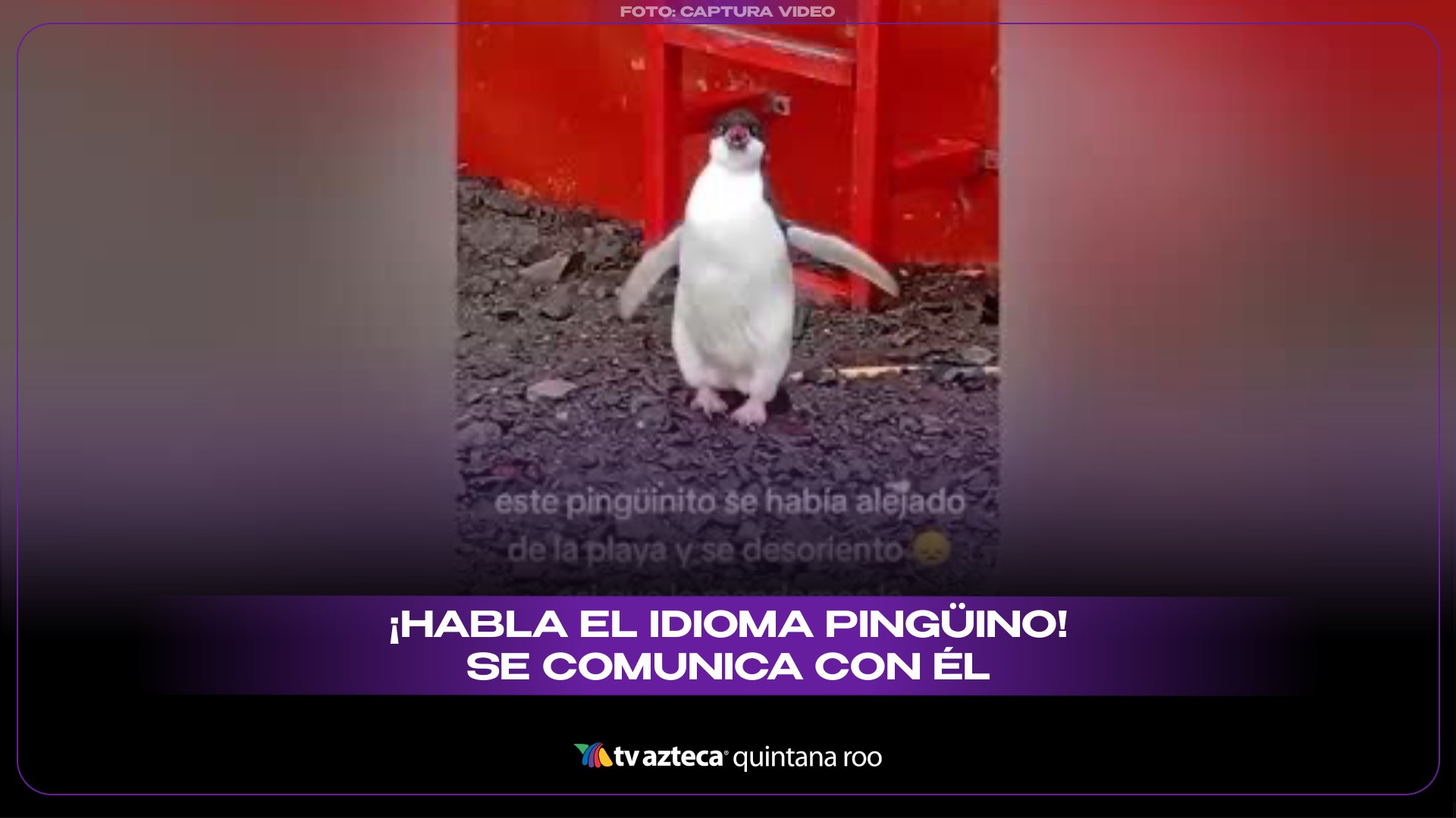 Peluche Pequeño Pingüino Negro