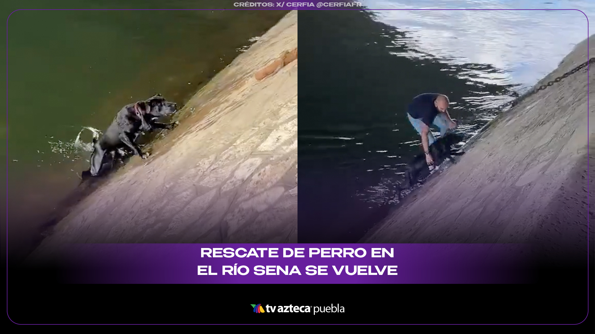 Perrito cae al río Sena y desconocidos hacen cadena humana para salvarlo
