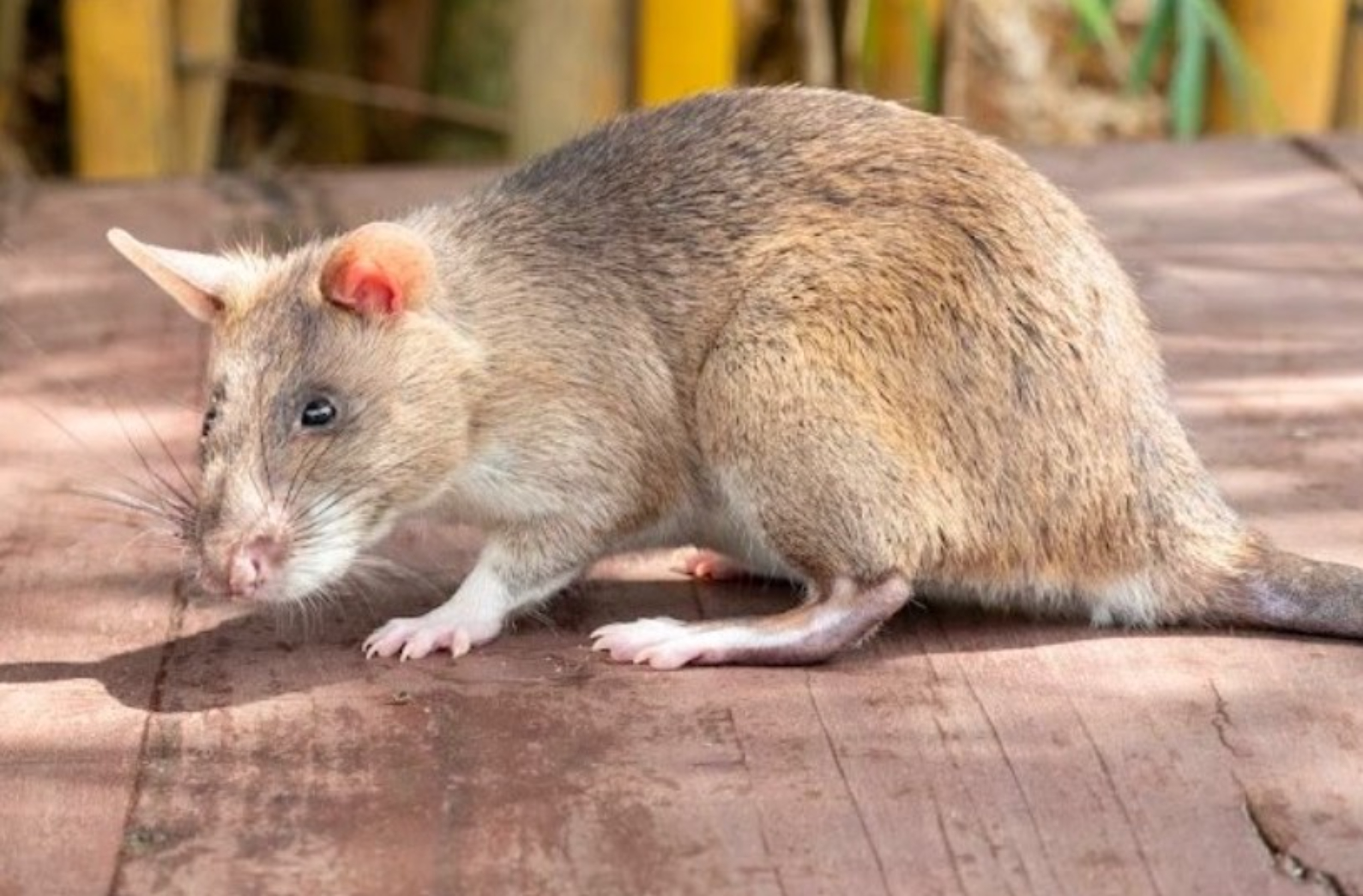 Los científicos se rinden ante la evidencia: estos animales hacen trabajos que la tecnología aún no puede imitar