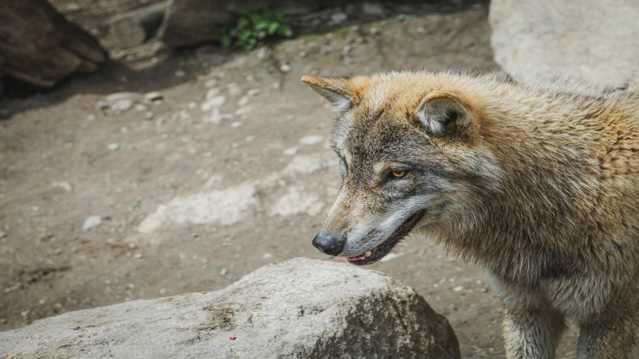 Lobo muerde a un niño de 17 meses en Zoológico mientras sus padres estaban en sus teléfonos