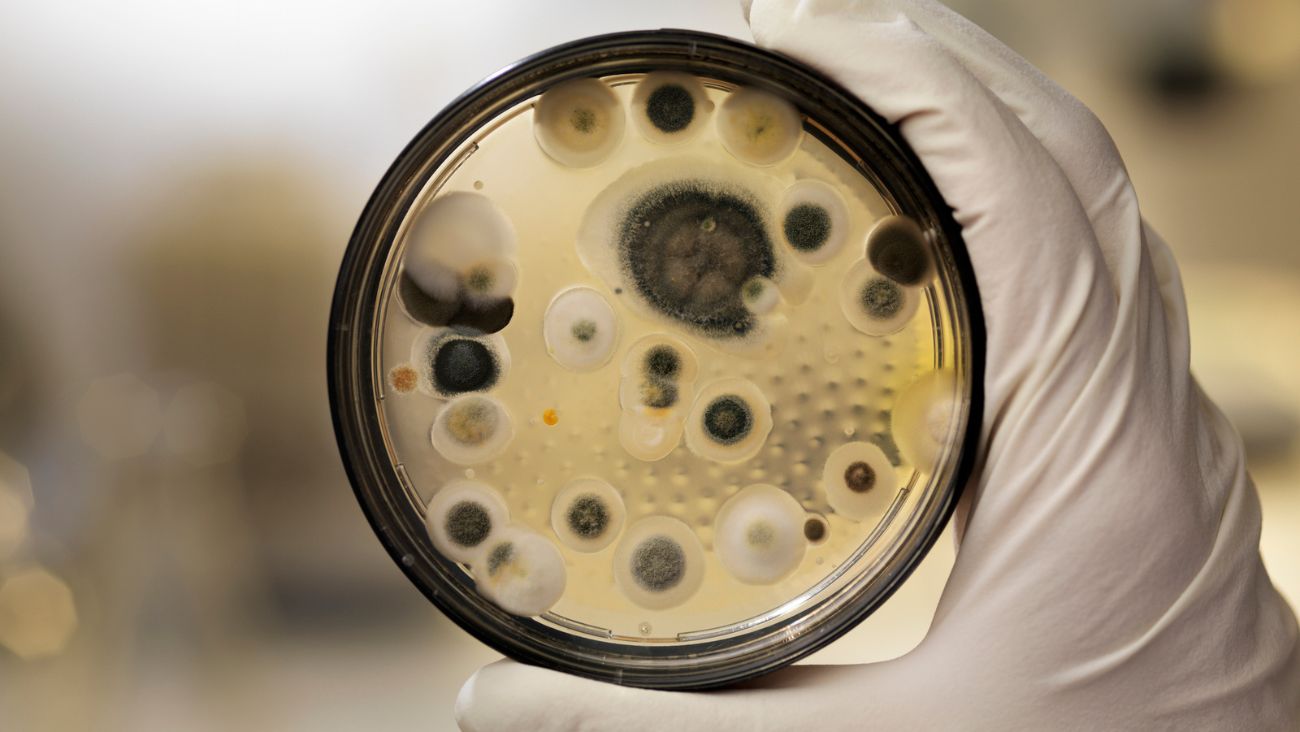 El hongo que crece en el reactor de Chernóbil y que ha sorprendido a los científicos