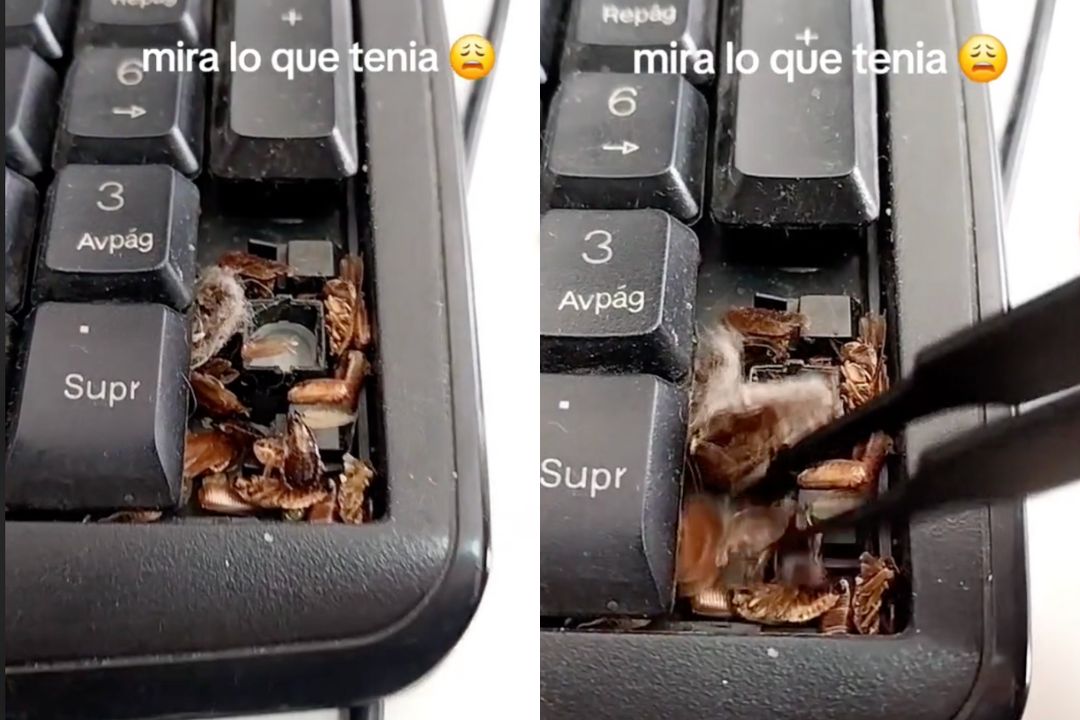 VIDEO: Lleva a limpiar teclado de computadora y encuentran nido de ...