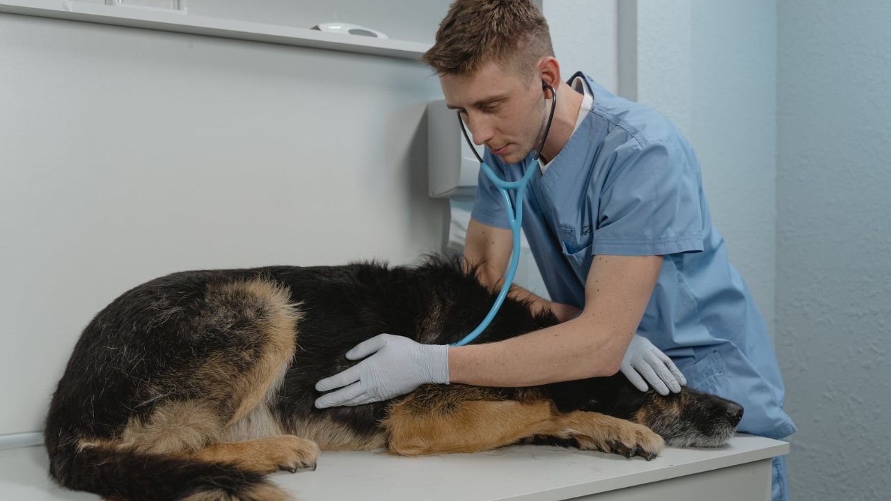 ¿Cuánto gana un veterinario en México en 2023? Checa los estados con
