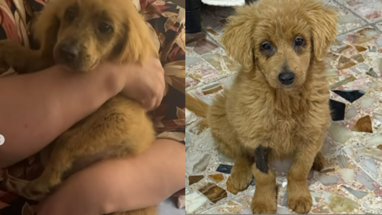 Perrita Rojita Decoloran a perrita “Anastasia” para venderla como golden retriever en CDMX