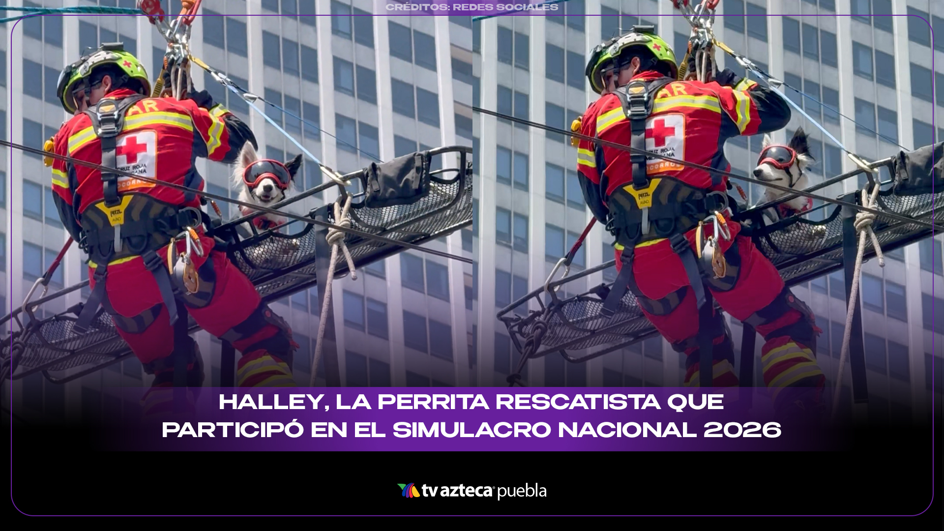 Halley, la perrita rescatista que participó en el Simulacro Nacional 2026 en CDMX