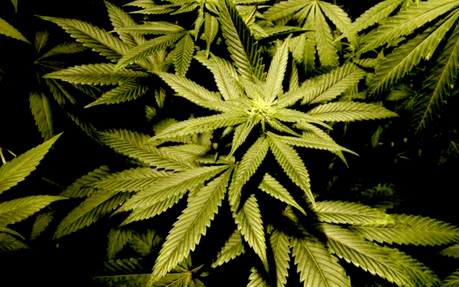 Actuará Congreso con mesura en marco regulatorio de la marihuana: Monreal - Vimarsana News