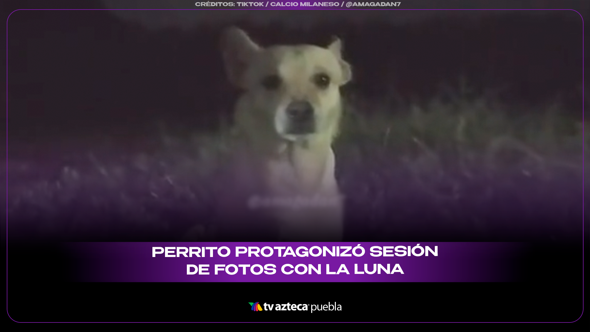 Perrito posa bajo la luna y conquista redes con una sesión de fotos viral.