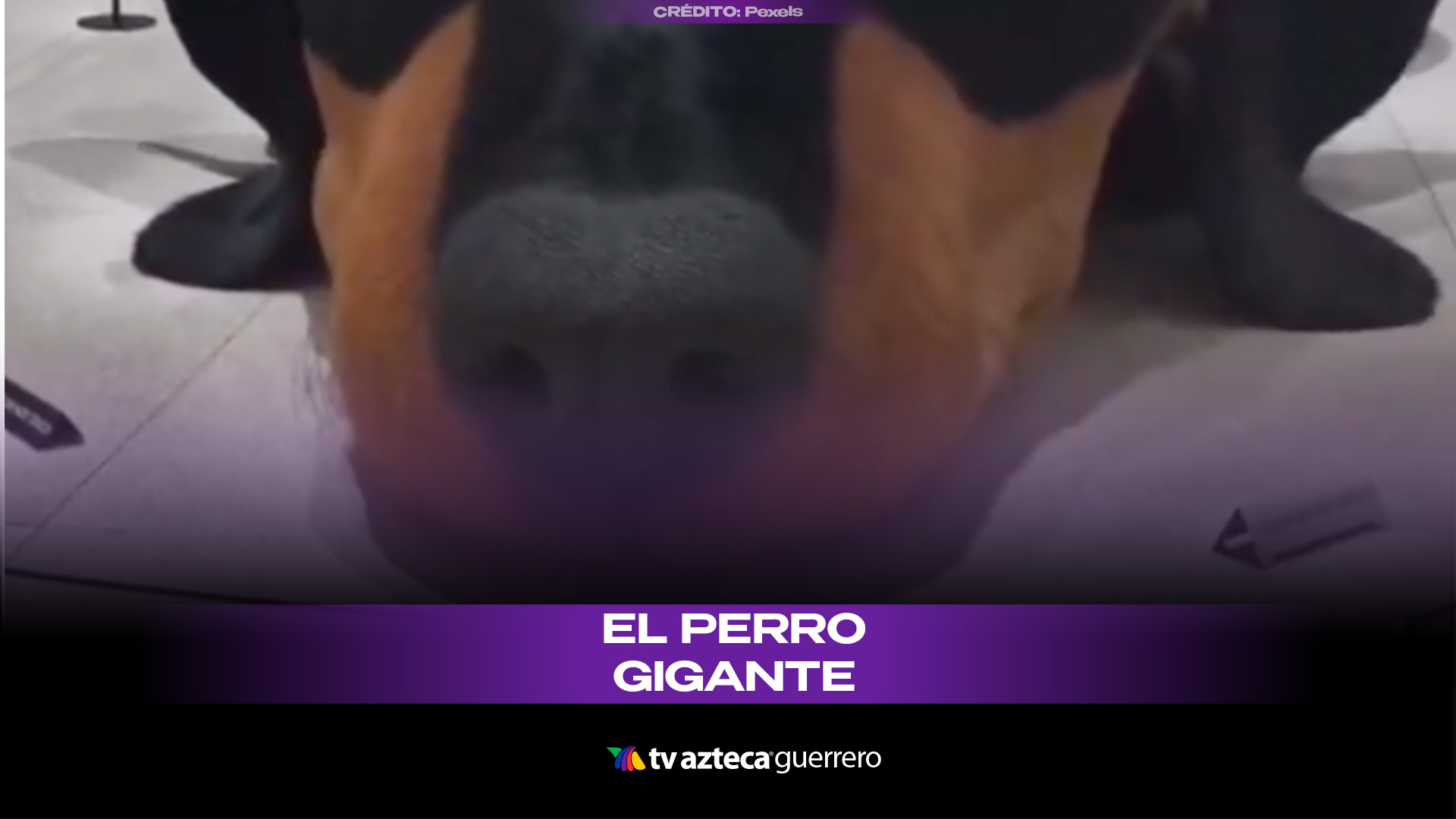 Perro Internet Random El perro más viral del internet se consolida en redes sociales