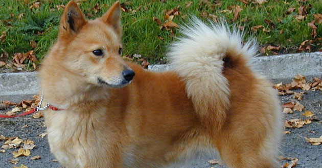 Multa y arresto para quienes salgan a pasear con su perro sin correa