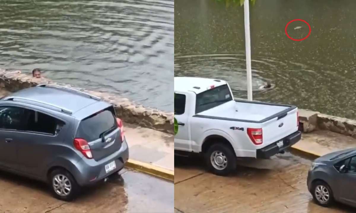 Cocodrilos Villahermosa: hombre es perseguido en laguna de "Las Ilusiones"