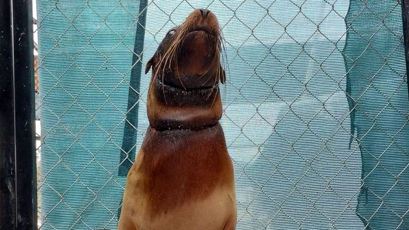 Rescatan a lobo marino que estaba herido en Arco de la Lágrima