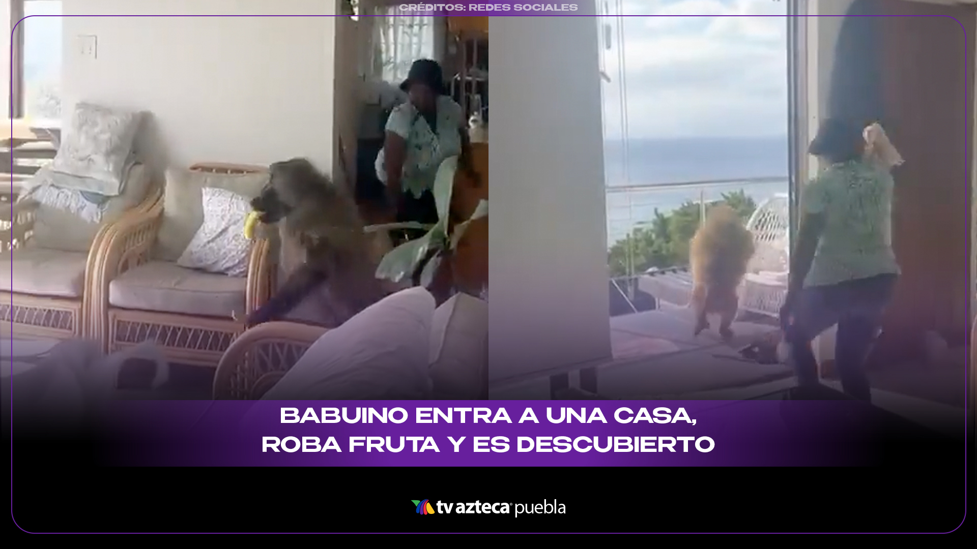 Babuino entra a una casa, roba fruta y es descubierto en pleno “asalto”