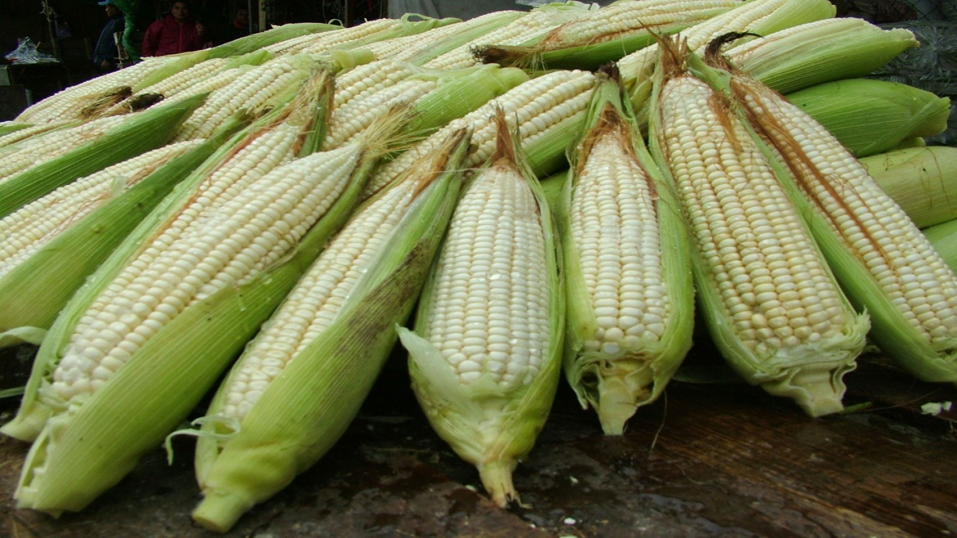 Invita Sedema a Feria Nacional del Elote
