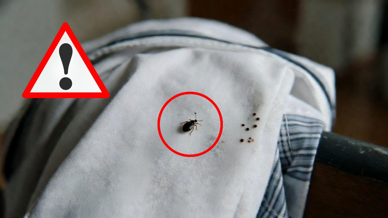¿Qué se sabe de la plaga de chinches en escuelas de Querétaro?